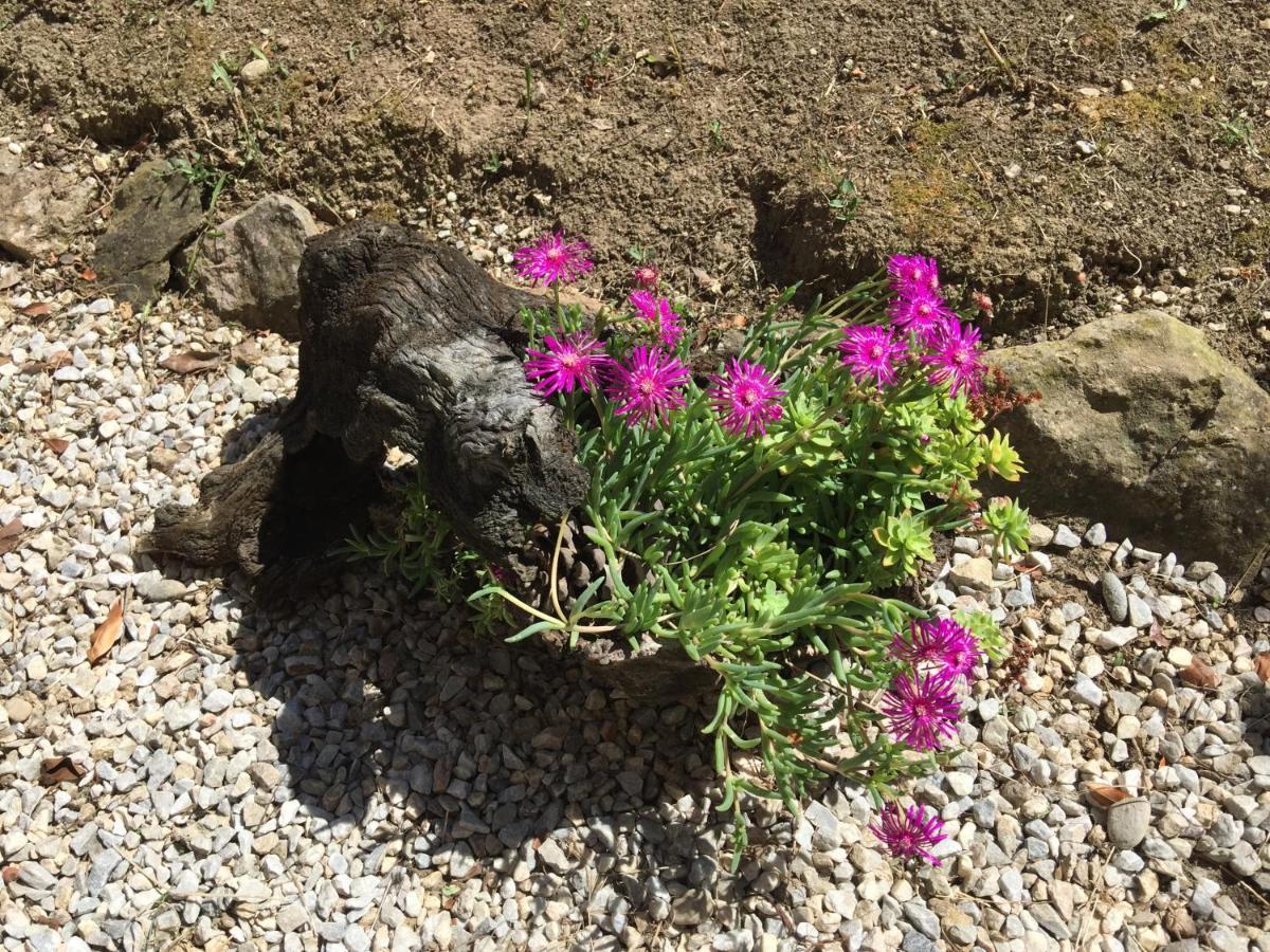 Appartamento Les Iris Carcassonne Esterno foto